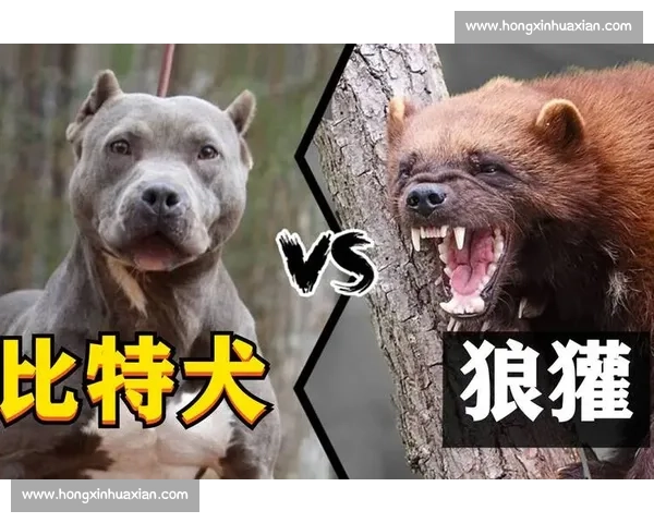 比特犬冷血比赛全程回放 激烈对决展现凶猛本能